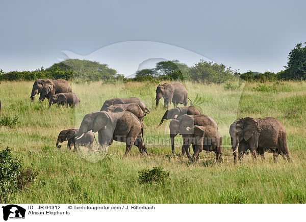 African Elephants / JR-04312