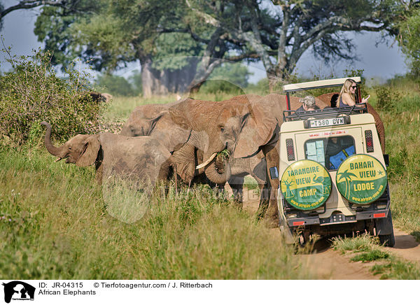 African Elephants / JR-04315
