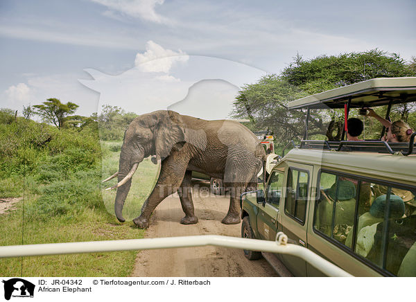 African Elephant / JR-04342