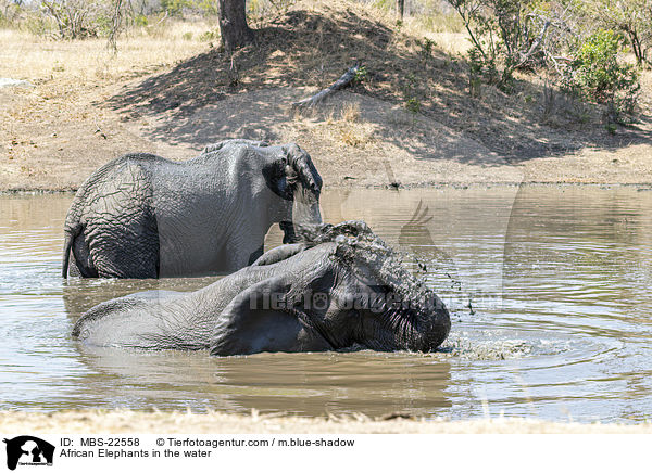 African Elephants in the water / MBS-22558