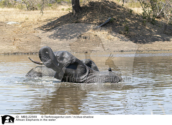 African Elephants in the water / MBS-22569