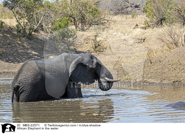 African Elephant in the water / MBS-22571