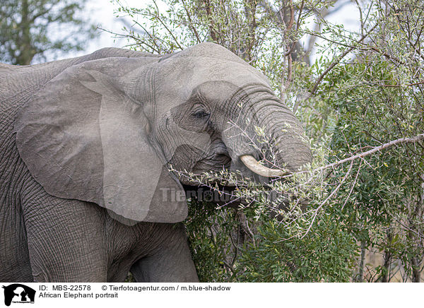 African Elephant portrait / MBS-22578