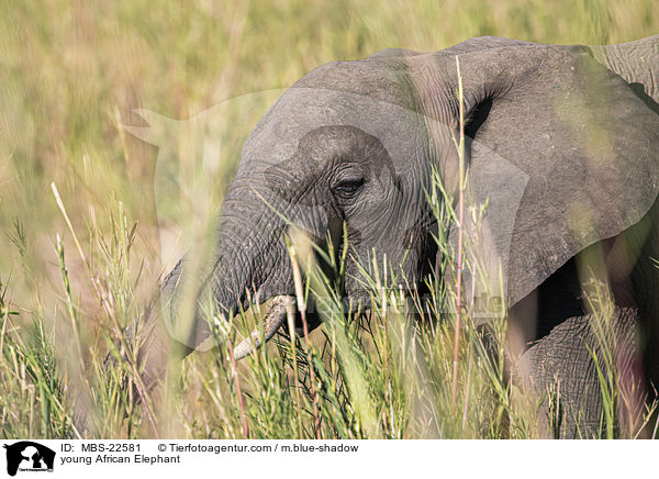 young African Elephant / MBS-22581