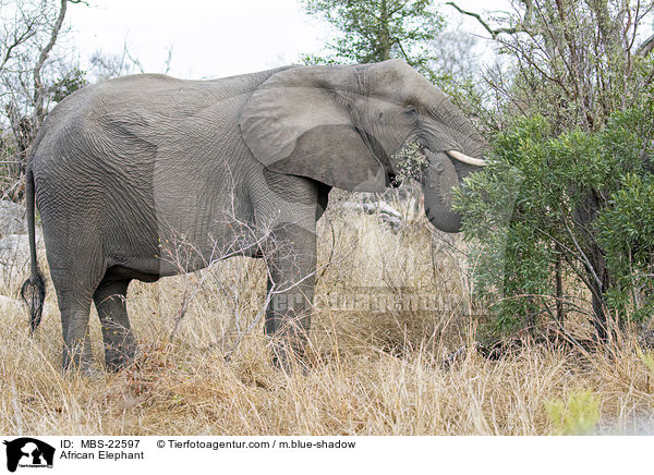 African Elephant / MBS-22597