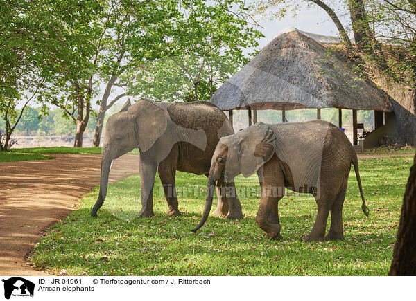 Afrikanische Elefanten / African elephants / JR-04961