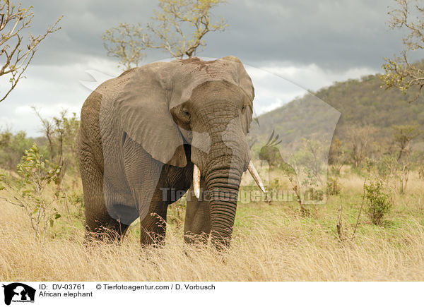 African elephant / DV-03761