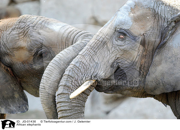 African elephants / JG-01436