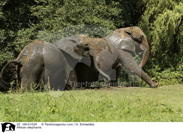 African elephants / HS-01028