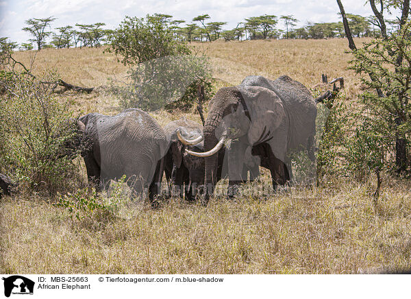 African Elephant / MBS-25663