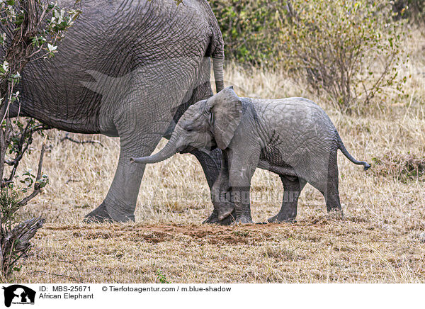 Afrikanischer Elefant / African Elephant / MBS-25671