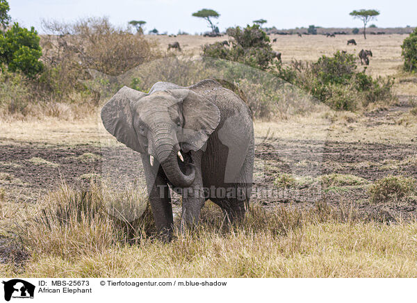 Afrikanischer Elefant / African Elephant / MBS-25673