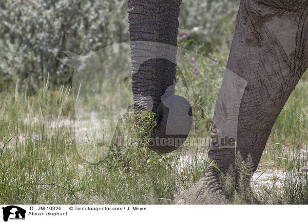 African elephant / JM-10326