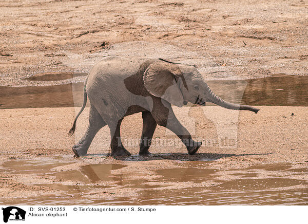 African elephant / SVS-01253