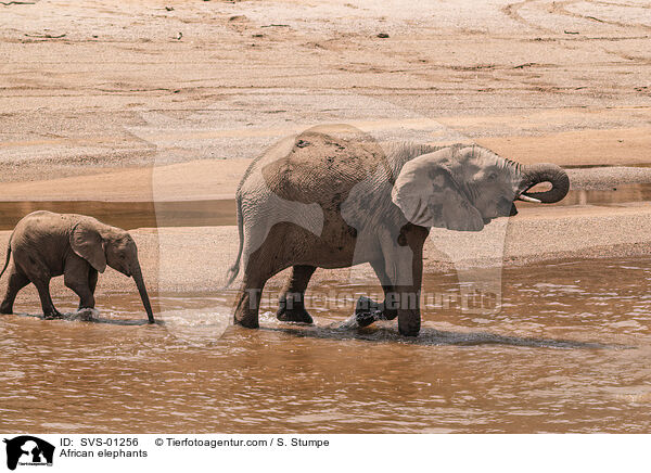 Afrikanische Elefanten / African elephants / SVS-01256