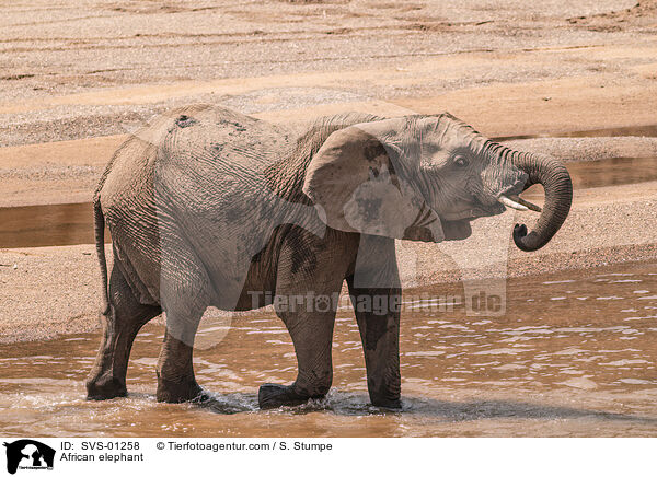 African elephant / SVS-01258