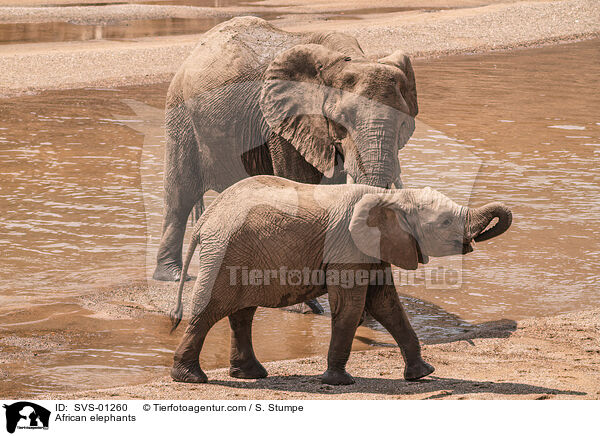 African elephants / SVS-01260