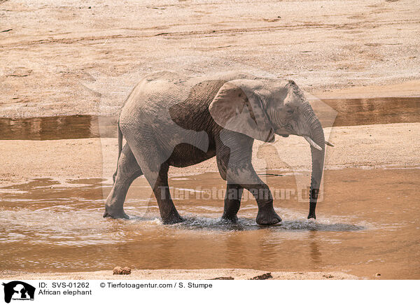 African elephant / SVS-01262