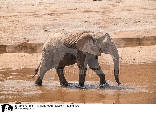 African elephant / SVS-01263