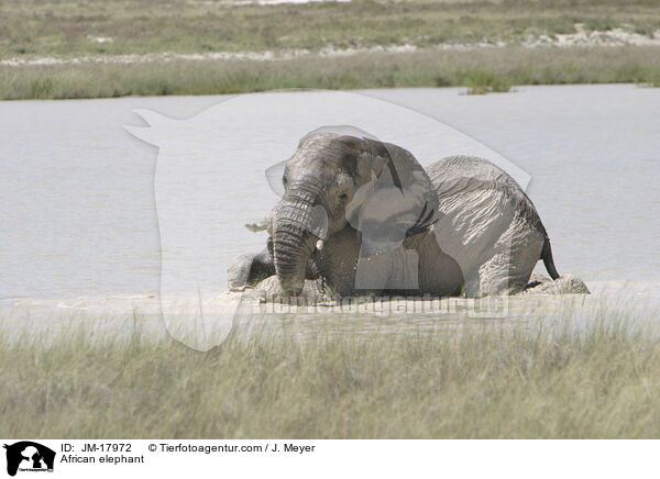 African elephant / JM-17972