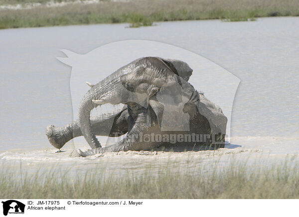 African elephant / JM-17975