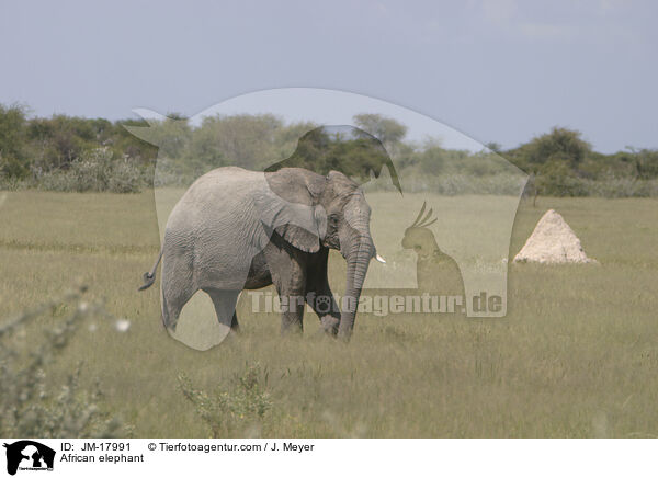 African elephant / JM-17991