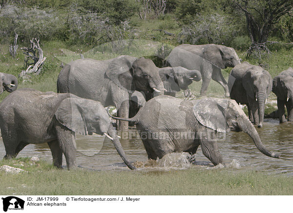 Afrikanische Elefanten / African elephants / JM-17999