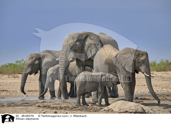 Afrikanische Elefanten / African elephants / JR-06579