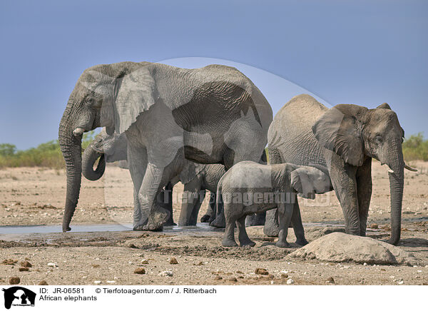African elephants / JR-06581