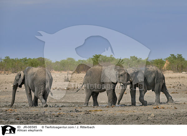 African elephants / JR-06585