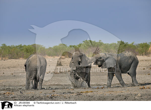 African elephants / JR-06586