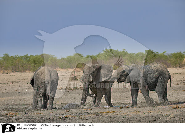 African elephants / JR-06587