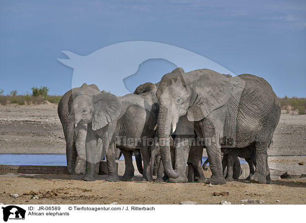 African elephants / JR-06589