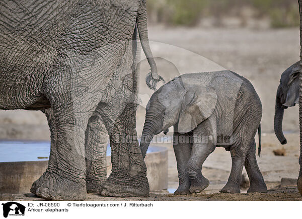 Afrikanische Elefanten / African elephants / JR-06590