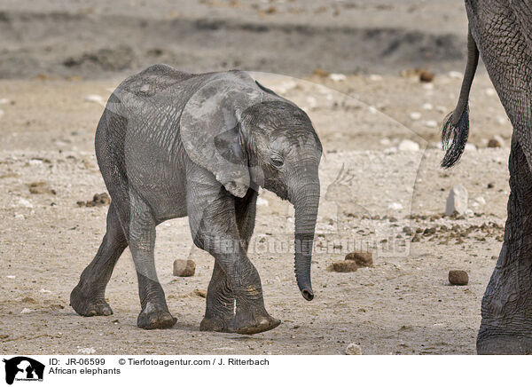 African elephants / JR-06599