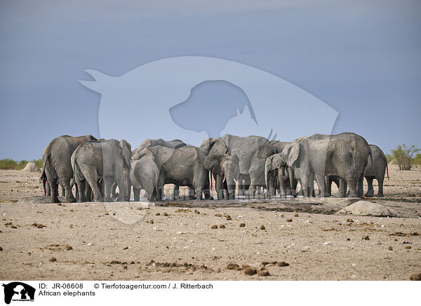 Afrikanische Elefanten / African elephants / JR-06608