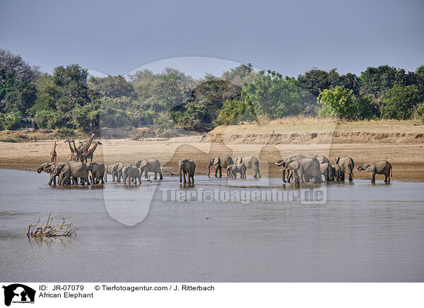 Afrikanischer Elefant / African Elephant / JR-07079