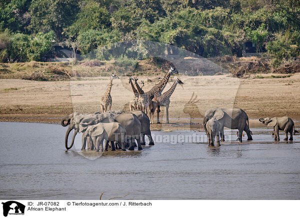 Afrikanischer Elefant / African Elephant / JR-07082