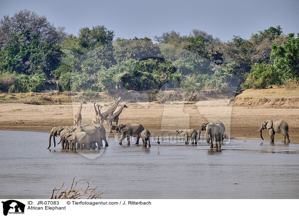Afrikanischer Elefant / African Elephant / JR-07083