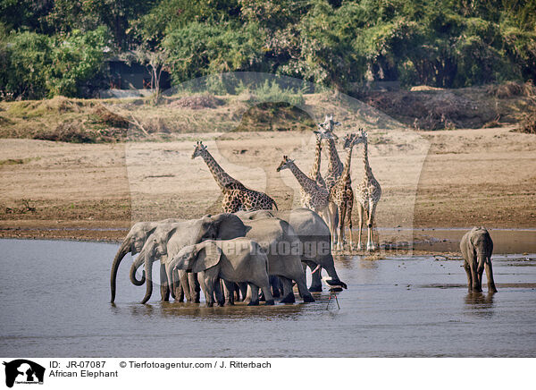 Afrikanischer Elefant / African Elephant / JR-07087