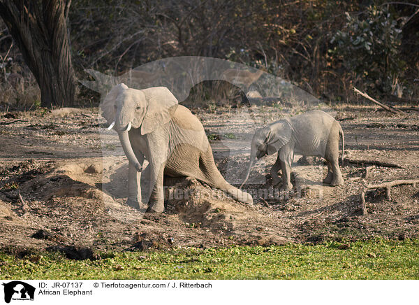 African Elephant / JR-07137