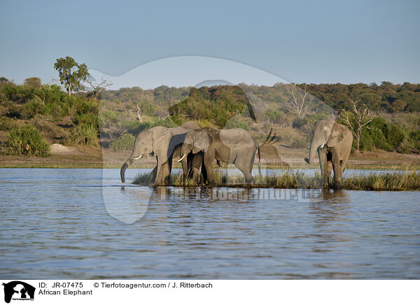Afrikanischer Elefant / African Elephant / JR-07475