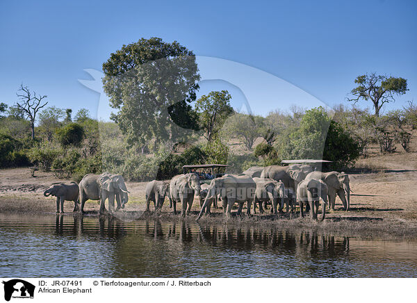 Afrikanischer Elefant / African Elephant / JR-07491