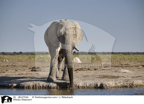 Afrikanischer Elefant / African Elephant / JR-07544