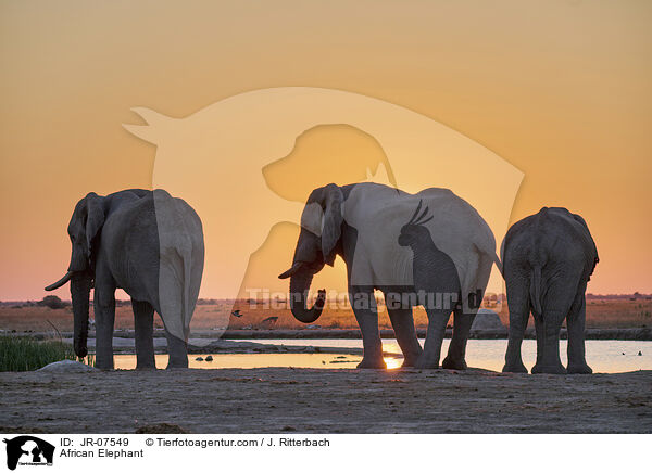 Afrikanischer Elefant / African Elephant / JR-07549