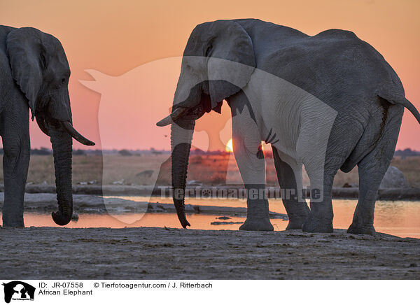 Afrikanischer Elefant / African Elephant / JR-07558