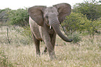 African Elephant