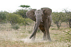 African Elephant