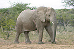 African Elephant