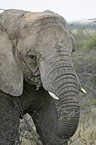 African Elephant